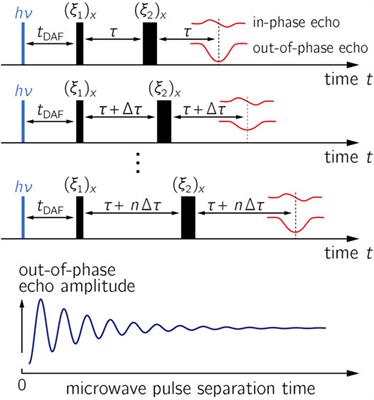 OOP-ESEEM Spectroscopy: Accuracies of Distances of Spin-Correlated Radical Pairs in Biomolecules